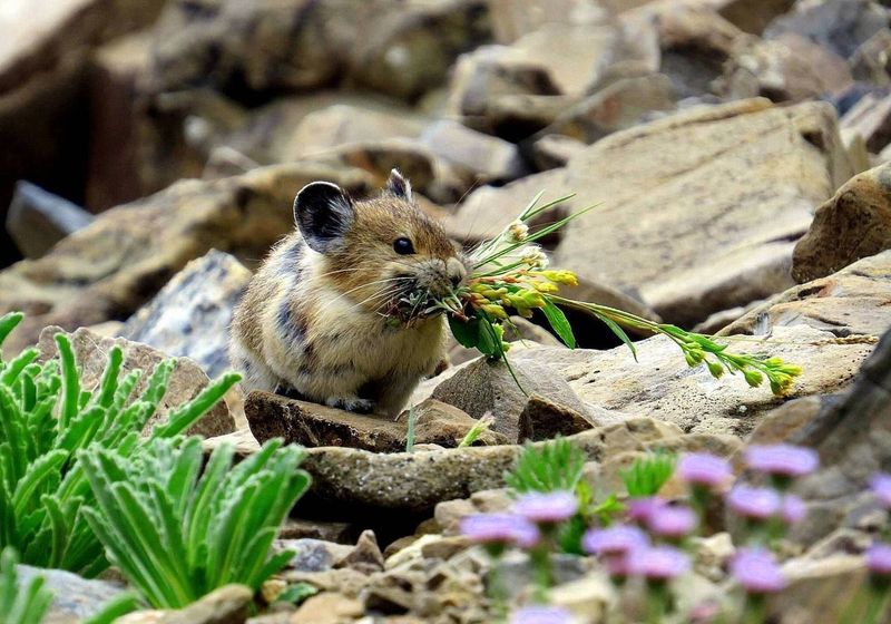 Pika