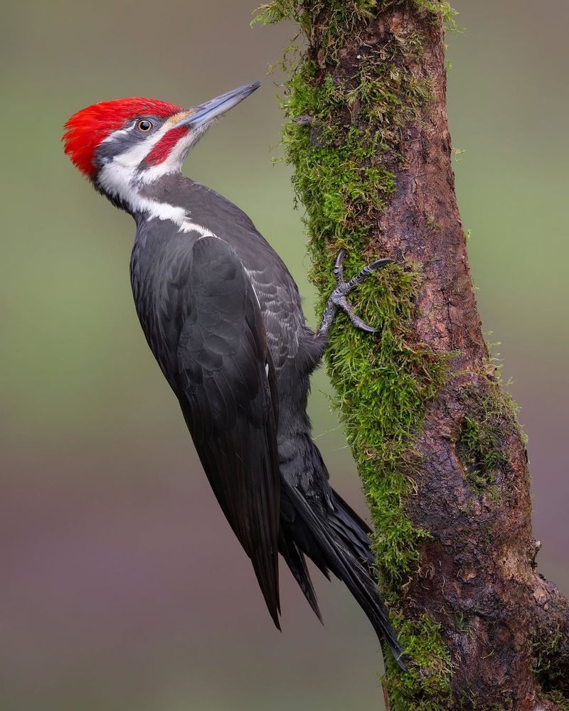 Pileated Woodpecker