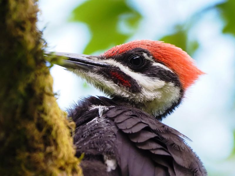 Pileated Woodpecker in Washington