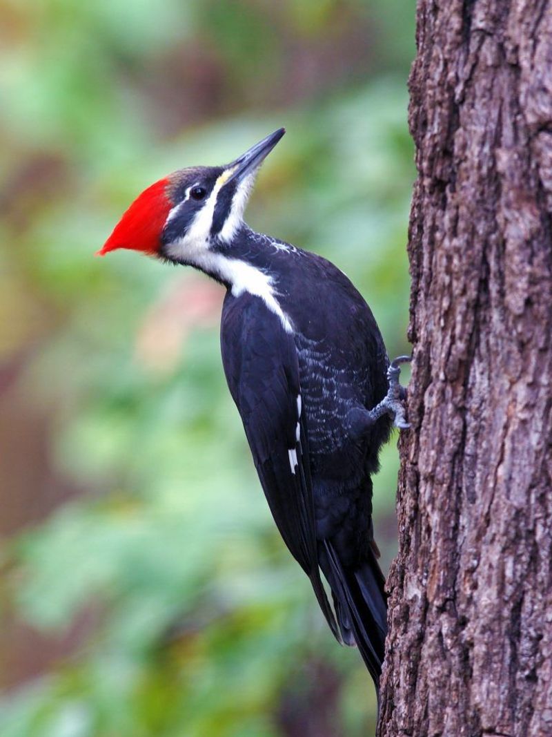 Pileated Woodpecker