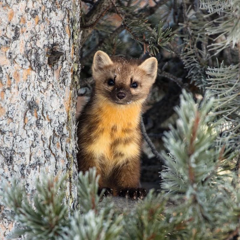 Pine Marten