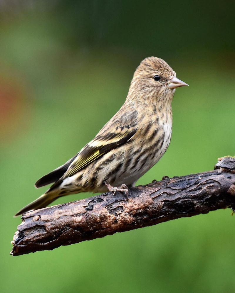 Pine Siskin