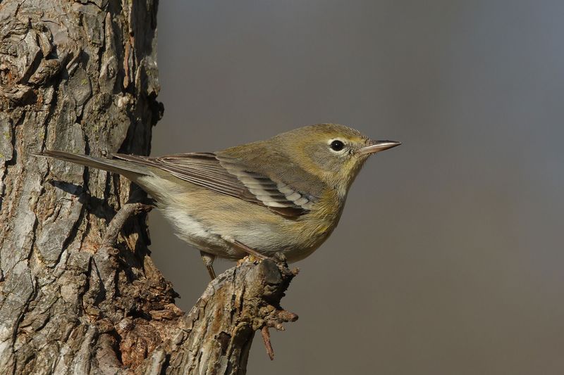 Pine Warbler