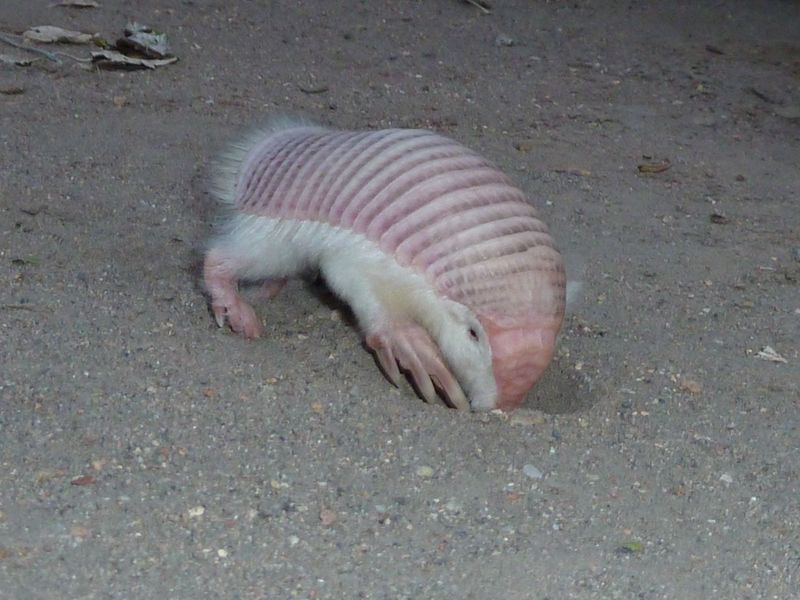 Pink Fairy Armadillo