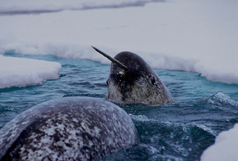 Narwhal