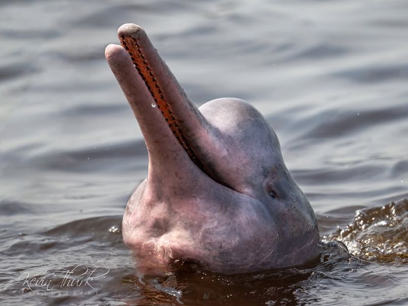 Pink River Dolphin