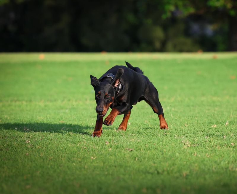 Pinscher