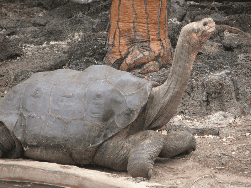 Pinta Island Tortoise