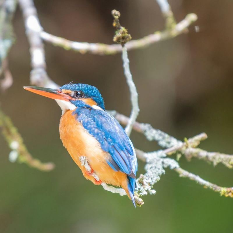 Common Kingfisher