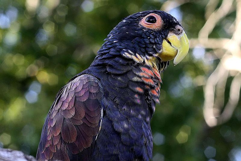 Pionus Parrot