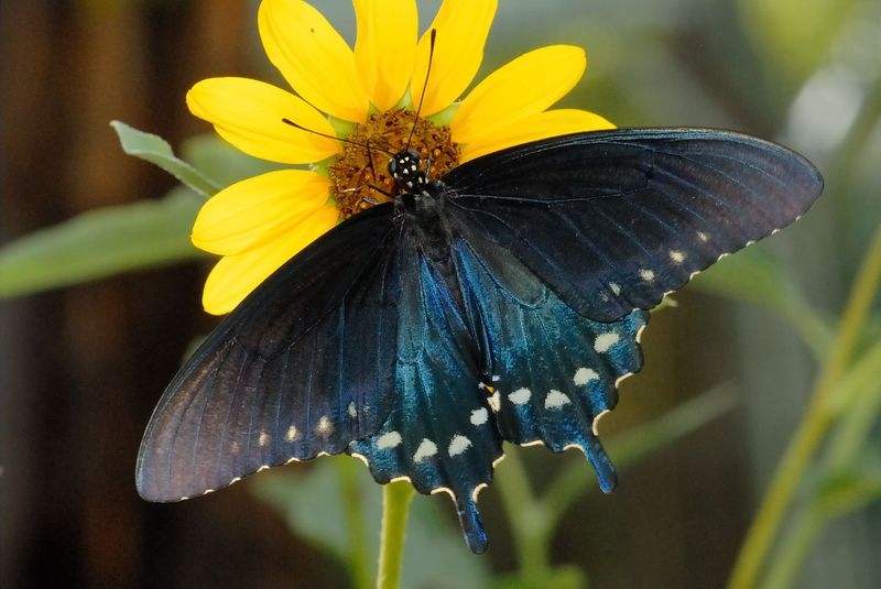 Pipevine Swallowtail - Oklahoma