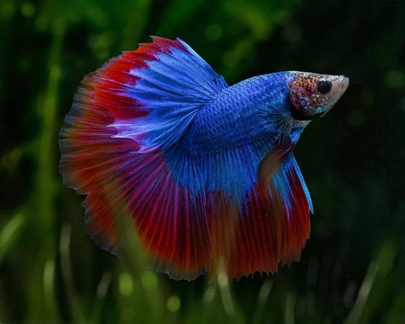 Pisces - Betta Fish