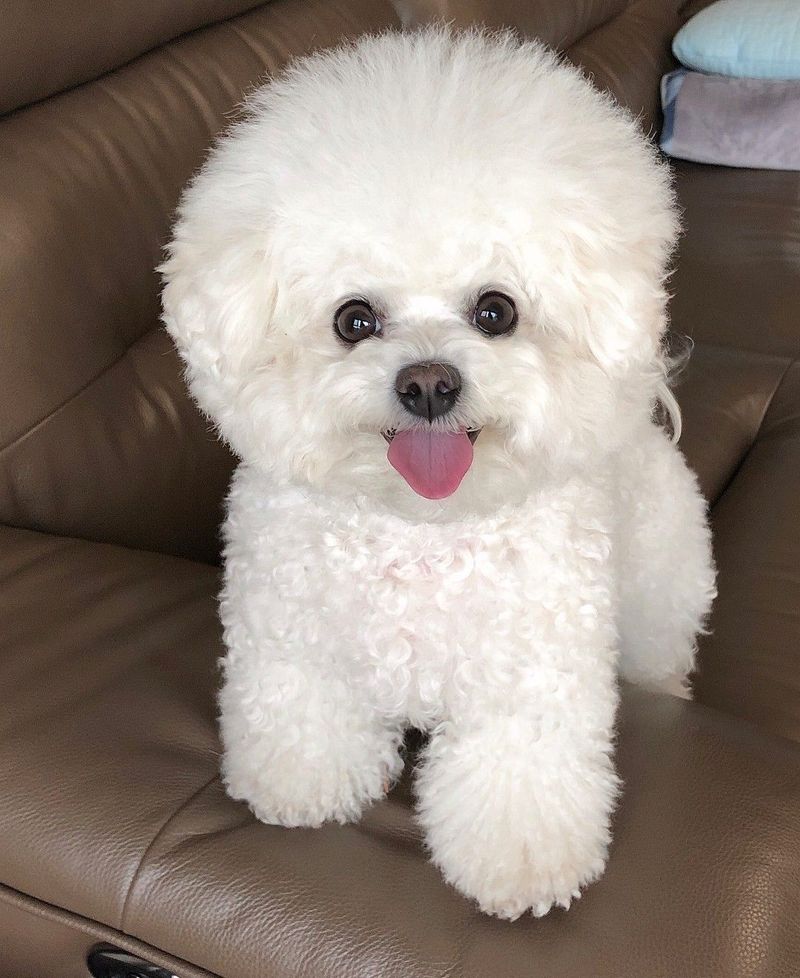 Pisces: Bichon Frise