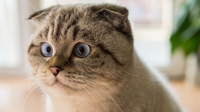 Pisces: Scottish Fold