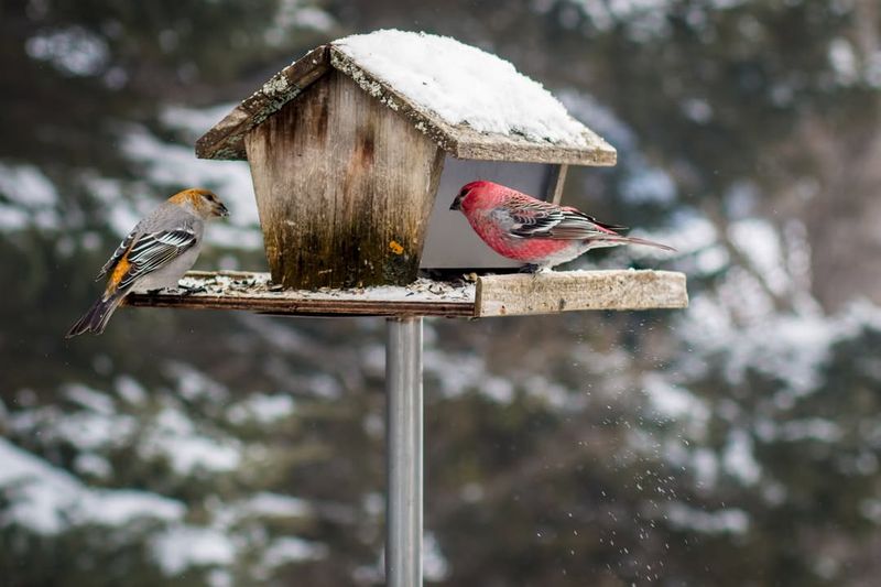 Placing Feeders in Poor Locations