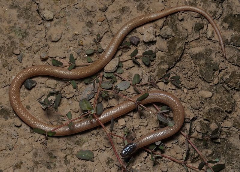 Plains Black-headed Snake