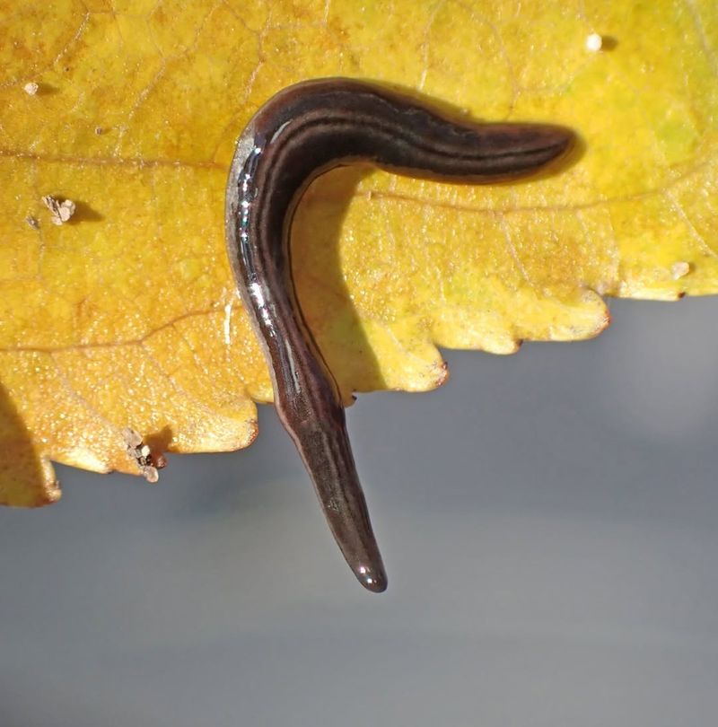 Planarians