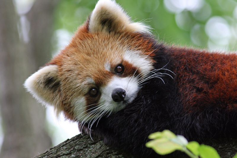 The Red Panda