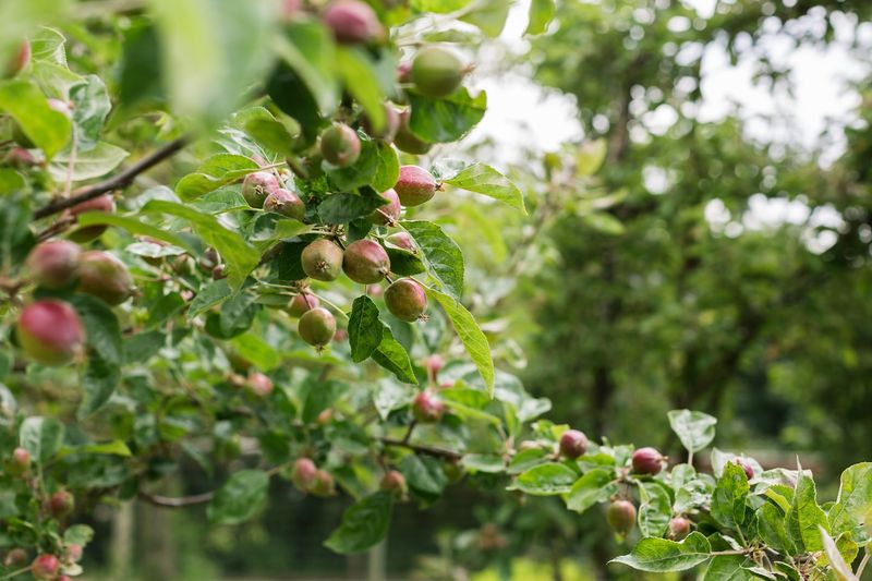 Plant Fruit-Bearing Trees