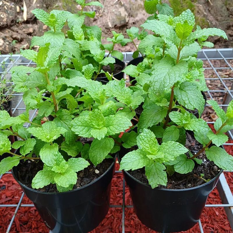 Plant Mint in Your Garden