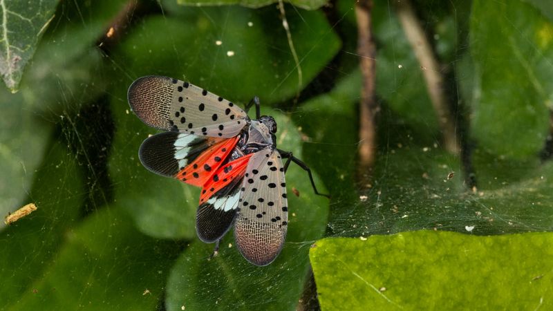 Plant Resistant Species