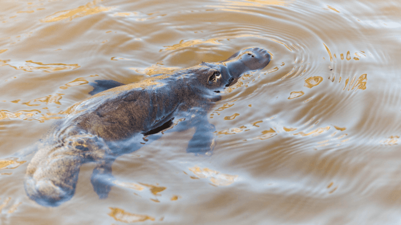 Platypus