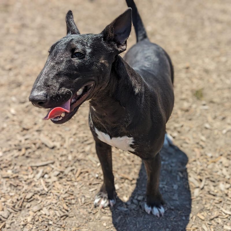 Playful Pups at Heart