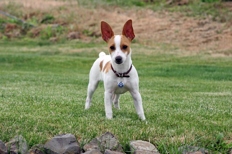 Rat Terrier