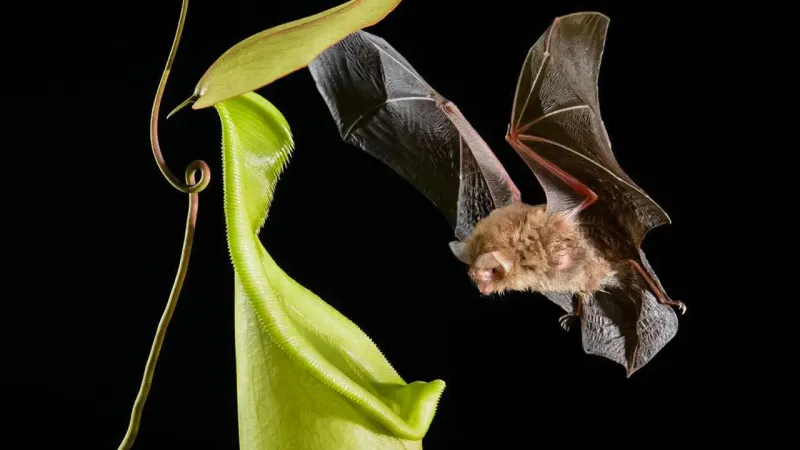 Bats And Pitcher Plants