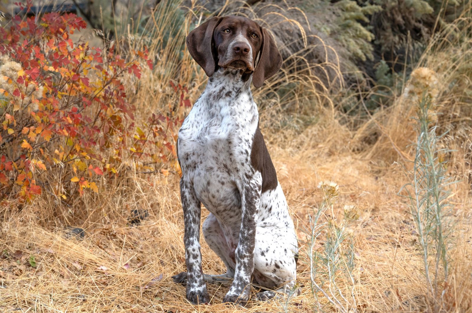 pointer