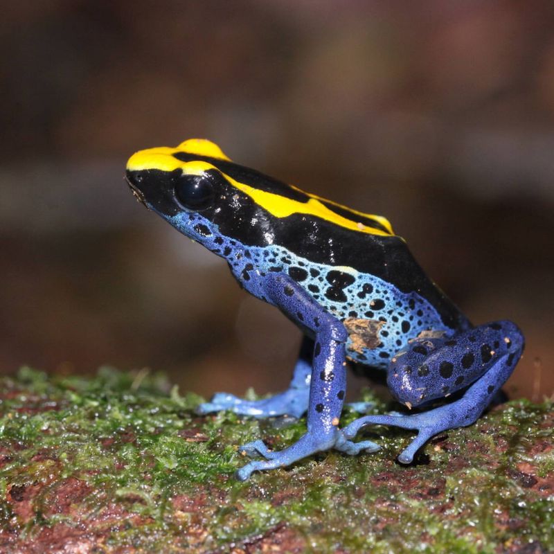 Poison Dart Frog