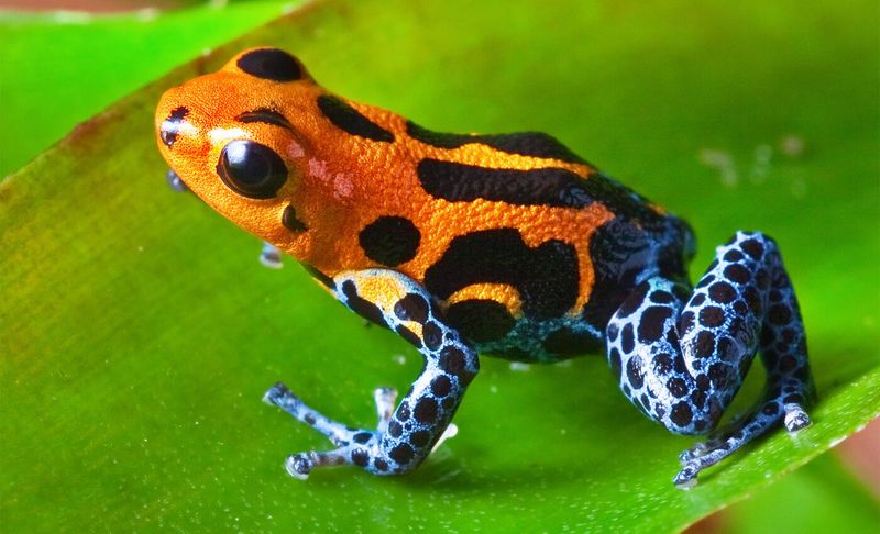 Poison Dart Frog