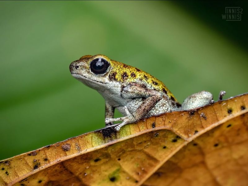 Poison Dart Frog