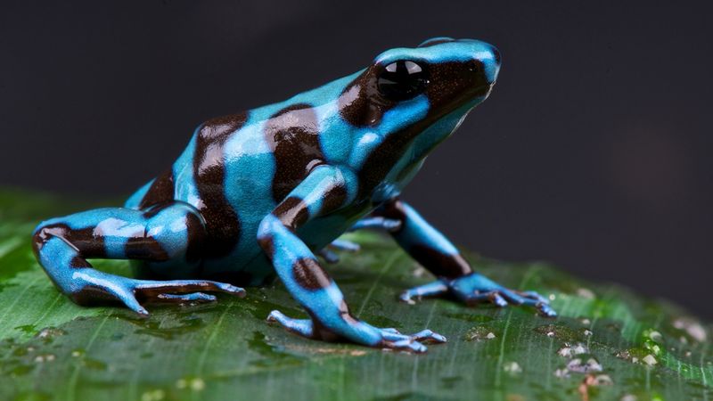 Poison Dart Frog Colors and Toxicity