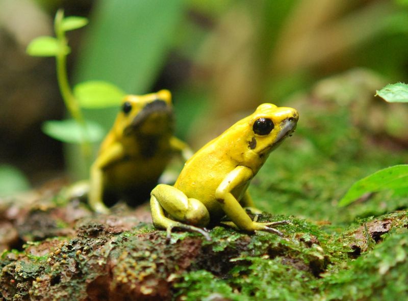 Poison Dart Frogs – Immune to Their Own Toxins