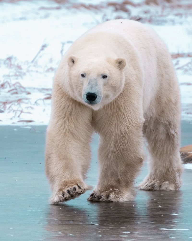 Polar Bear