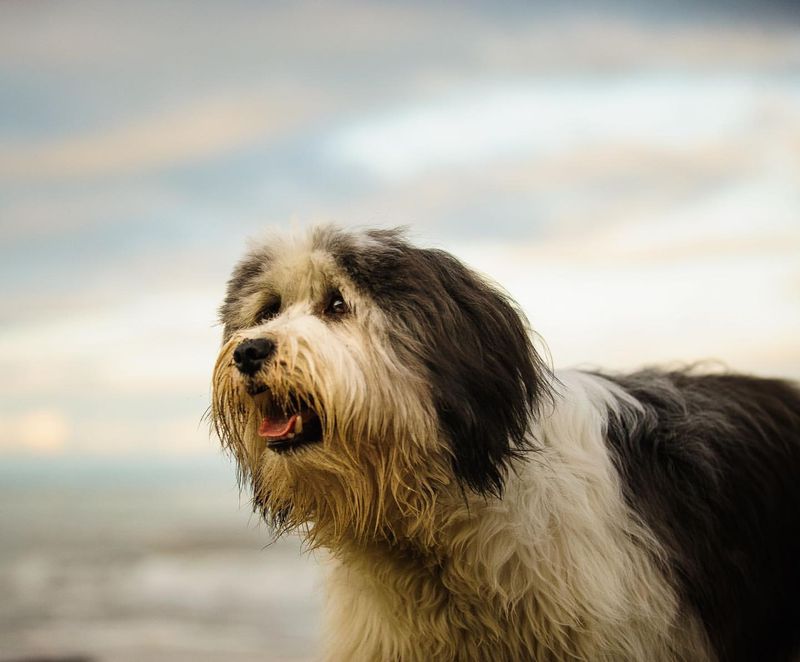 Polish Lowland Sheepdog