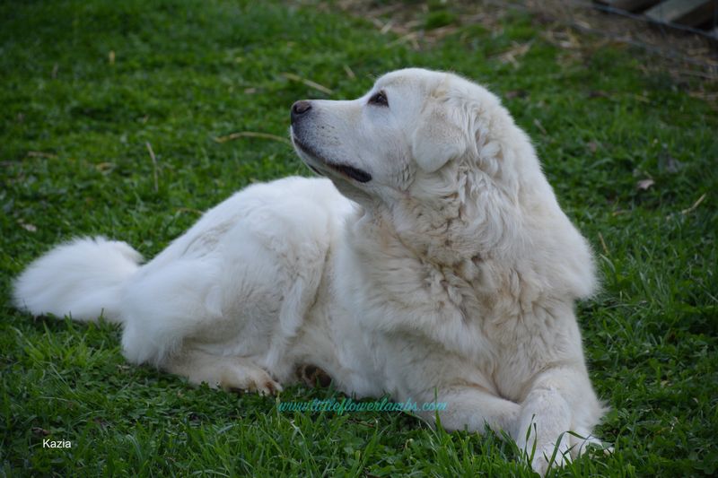 Polish Tatra Sheepdog