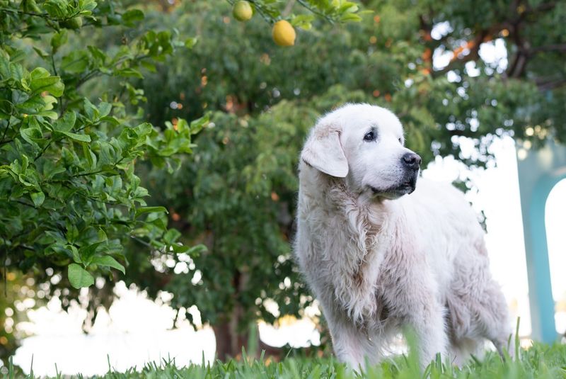 Polish Tatra Sheepdog