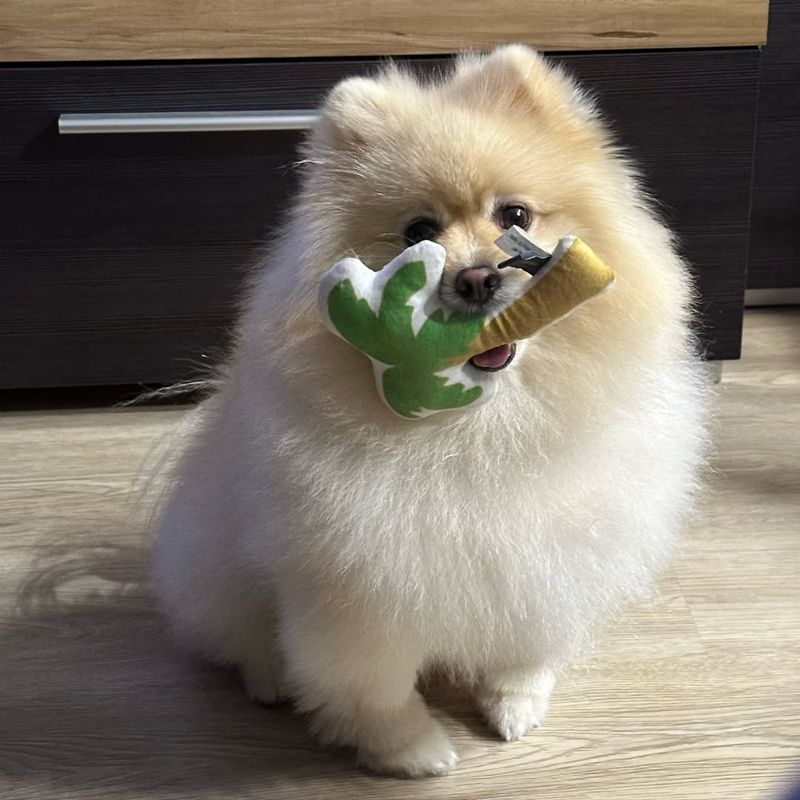 Pomeranian