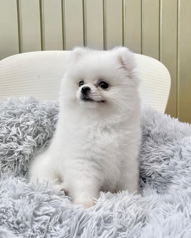 Pomeranian