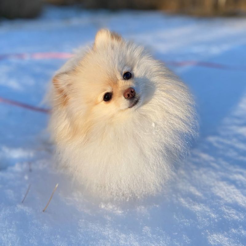 Pomeranian