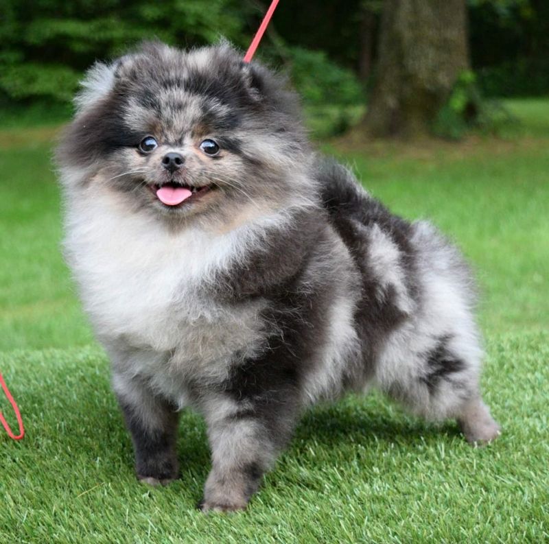 Pomeranian