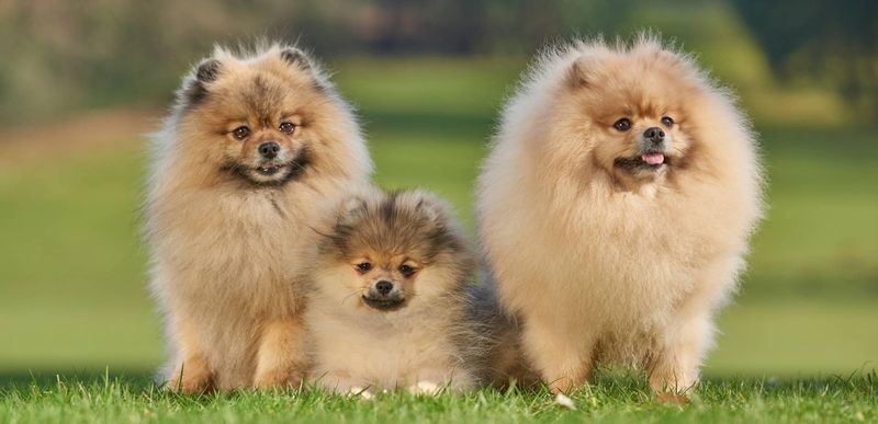 Pomeranian