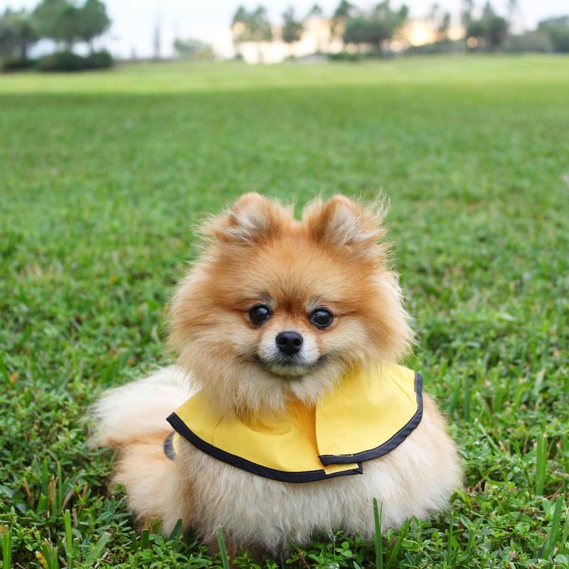 Pomeranian