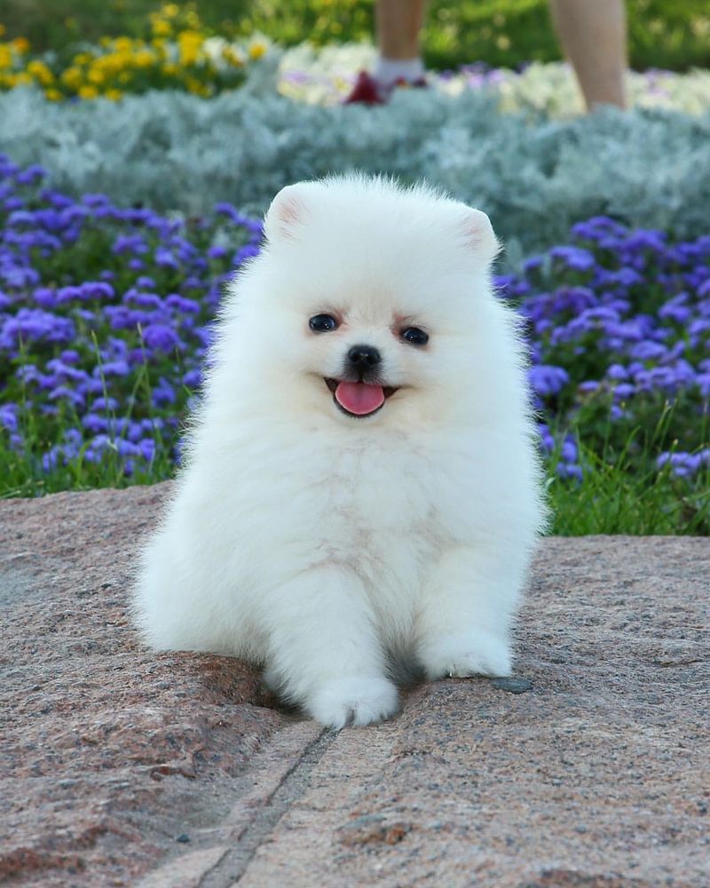 Pomeranian