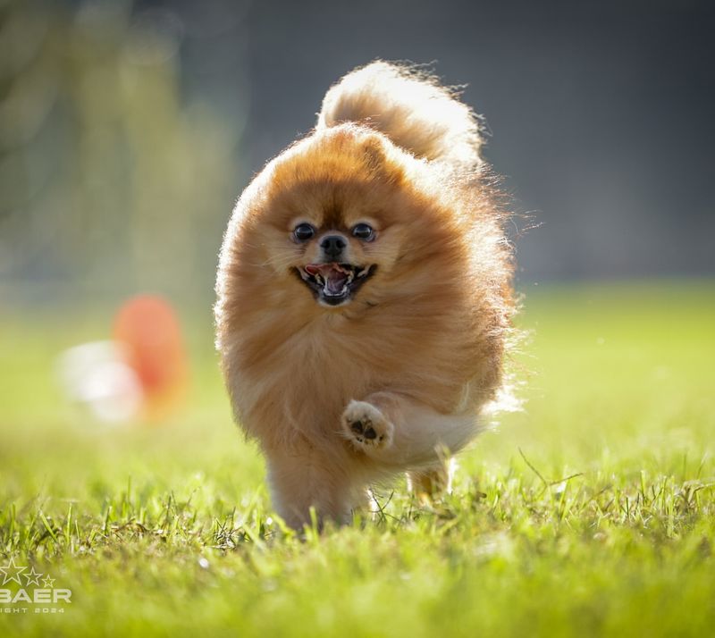 Pomeranian