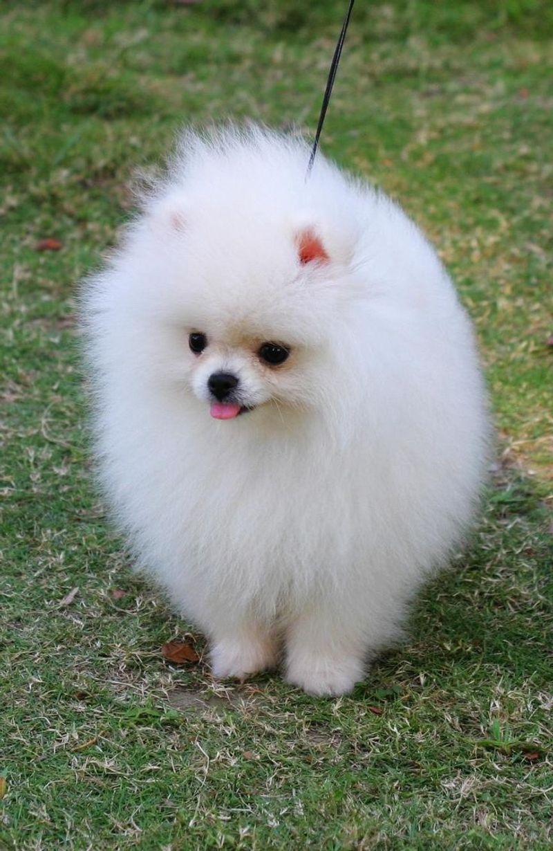 Pomeranian