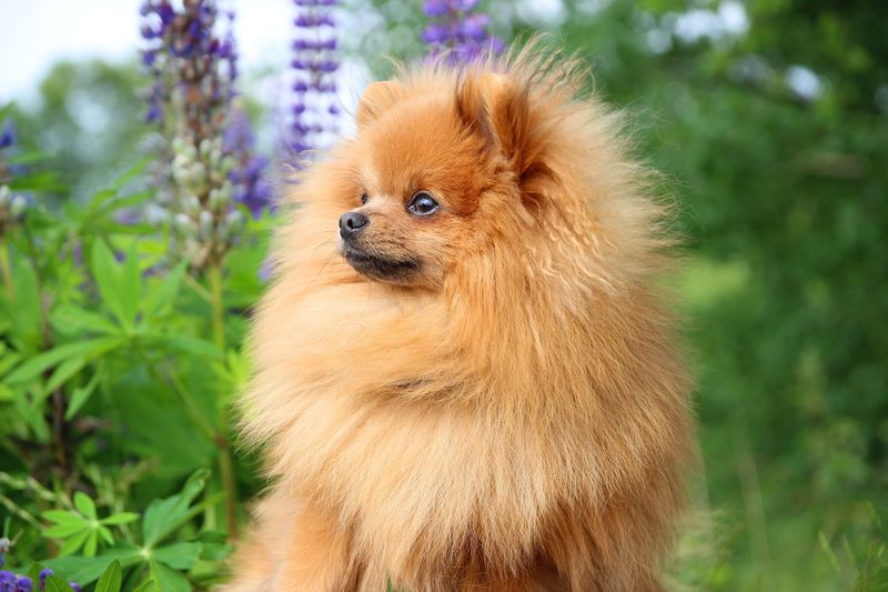 Pomeranian