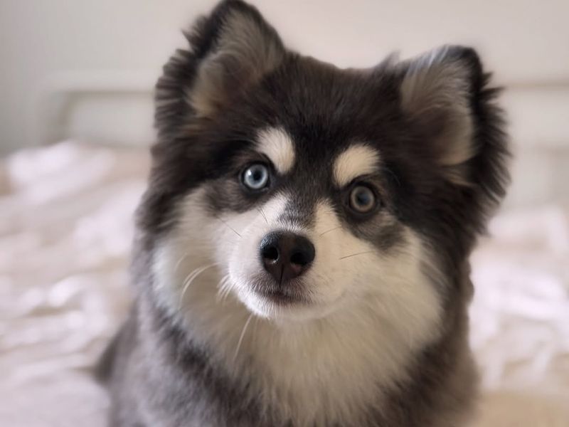 Pomsky